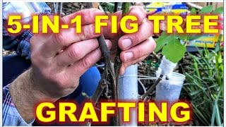 5-IN-1 Fig Tree |  Grafting & Re-Potting Techniques