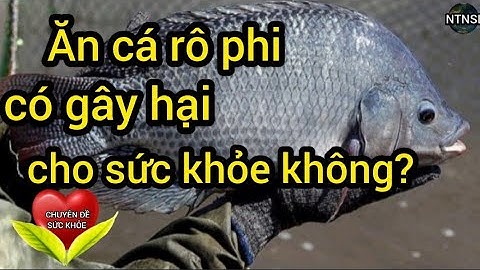 Sức khỏe: ăn cá rô phi có gây hại cho sức khỏe không? NTN SL
