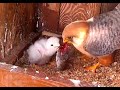 Breakfast for Red-footed Falcons. 31 July 2021