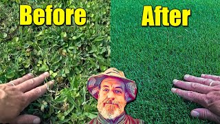 Fixed Ugly Lawn and Spring Growth Lawn Fertilizer