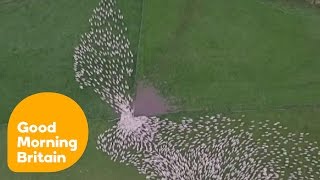 Stunning Drone Footage Captures Sheep Herding In New Zealand | Good Morning Britain