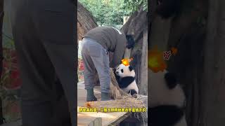 欢迎收看奇三妹的公主房如何一步步蜕变成废墟的大熊猫奇三妹来这吸熊猫不止我一个想rua大熊猫国宝不愧是国宝搞笑