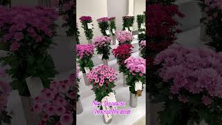 【Introducing Japan's New Flowers】 Newly developed Japanese Chrysanthemum Vol.9