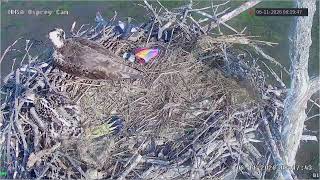 MNSA Jay Koolpix Osprey-Cam