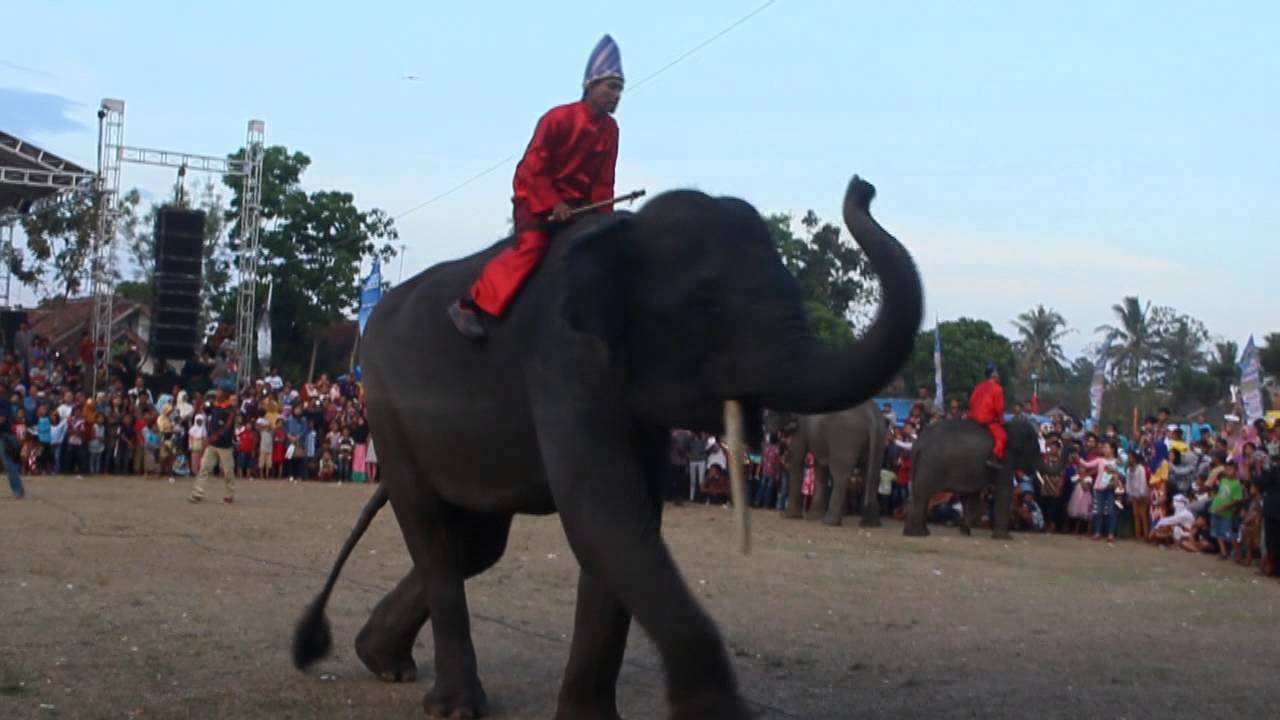 LUCU BANGET " GAJAH JOGET DISCO - YouTube