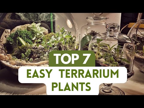 Video: Mga Halaman Para sa Mga Terrarium - Anong Mga Halaman ang Lumalagong Mahusay Sa Isang Terrarium