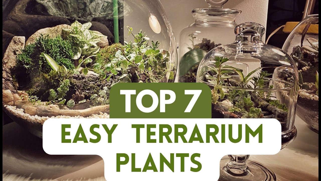 Terrarium Plants: 20 Types Of Miniature Plants For Terrarium (Open