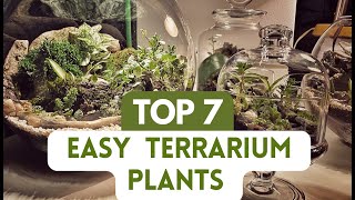 Top 7 Plants for Closed Terrarium; Best Easy Terrarium Plants 2023