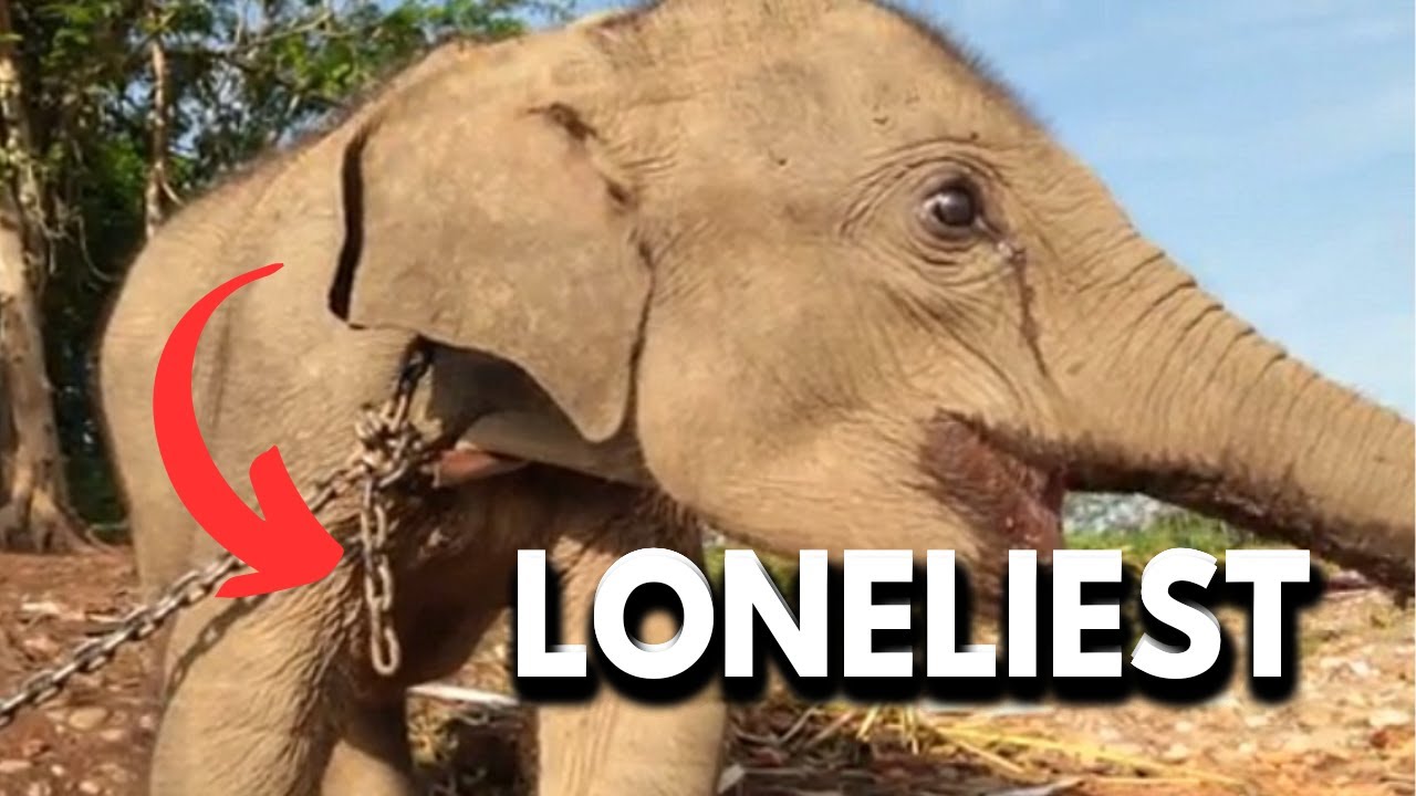 Worlds LONELIEST Elephant Rescued,  Well Known