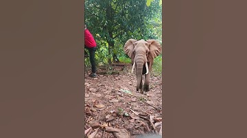 danger elephant attack the me🐘#elephant #trending #danger #viralvideo #animals #youtubeshorts #vfx 🐘