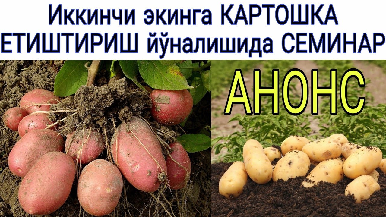 Порно комикс: Қорқынышты кештегі чирлидерлер Транссексуалдар, транссексуалдар, транссексуалдар, порно онлайн