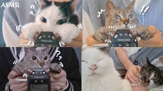 【ASMR】The makes you sleep Summary of Videos tickled by Cats【Part2】