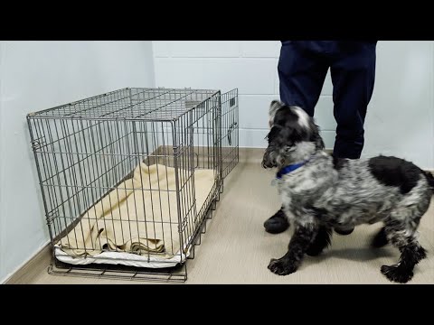 How to Crate Train A Puppy At Night - Crate training for puppies 