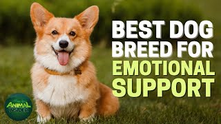 Top 10 Emotional Support Dog Breeds That Brighten Your Days and Soothe Your Nights by Animal Insider + 603 views 2 months ago 9 minutes, 20 seconds