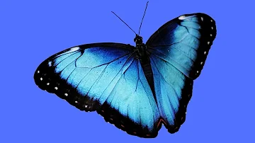 ¿Existe la mariposa azul?