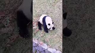 Top gibi yuvarlanan panda