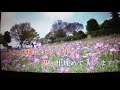 【新曲】吉備路ひとり ★永井みゆき 5/16日発売 (cover) ai haraishi