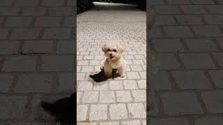 TAO TAO UKA UKA #anabul #imut #pet #cute #doglove #funny #dog #anjingpoodle #anjinglucu #anjingcomel
