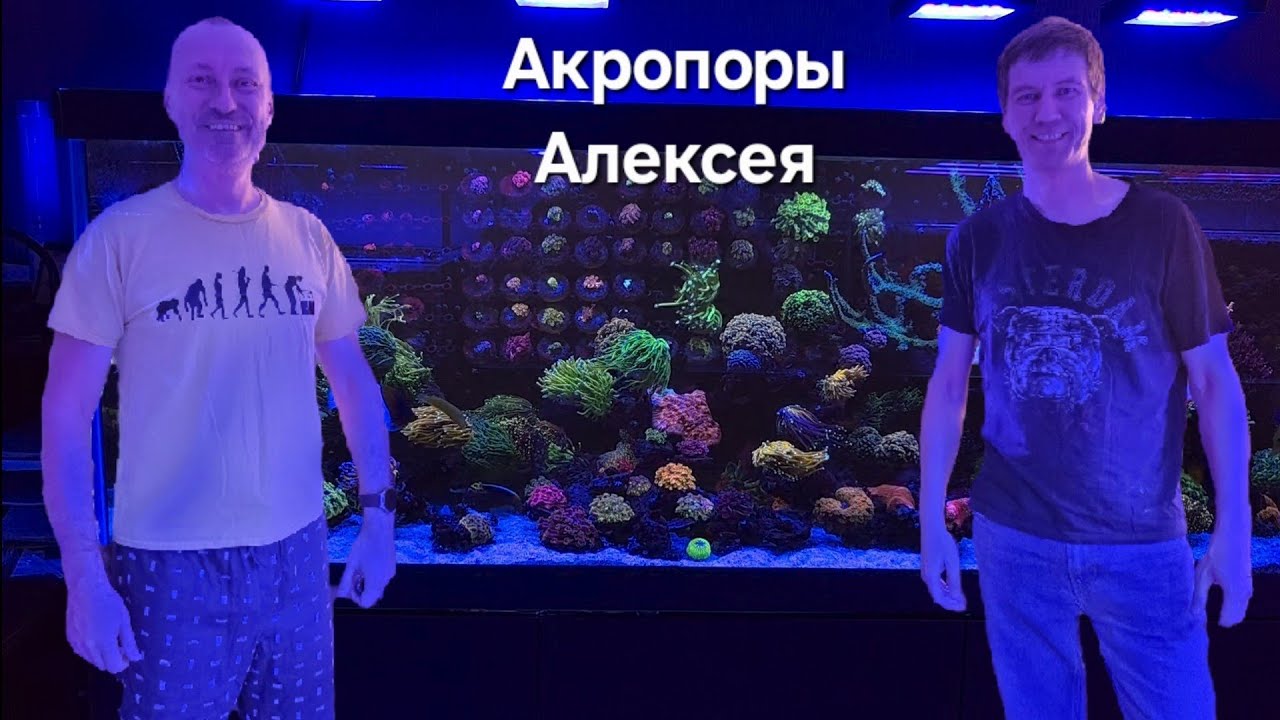 Акропорник Алексея  Подход к содержанию SPS рифа