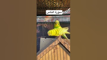 #سورة_الناس #قران_كريم #المصحف #امريكا #العراق