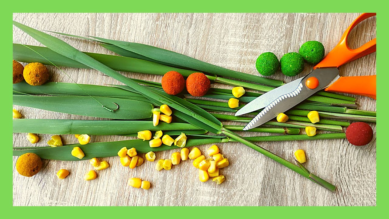 Sposób na Amura ZAKŁADANIE TRZCINY NA HACZYK