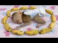 Deep Sleeping Surrounding By Banana What Happen When Wake Up