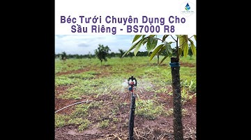 Béc phun mưa BS7000 R8, phục vụ cho 4ha sầu riêng Musaiking tại Cẩm Mỹ - Đồng Nai