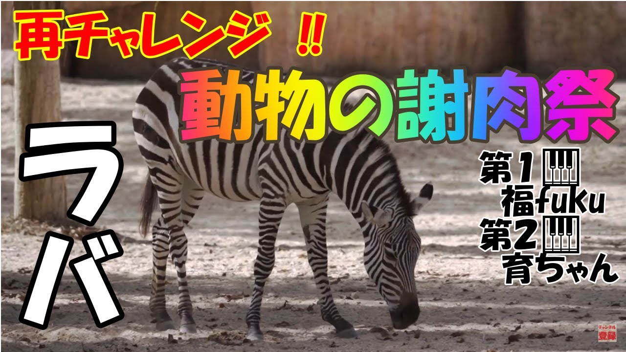 再チャレンジ 動物の謝肉祭 ラバ Youtube