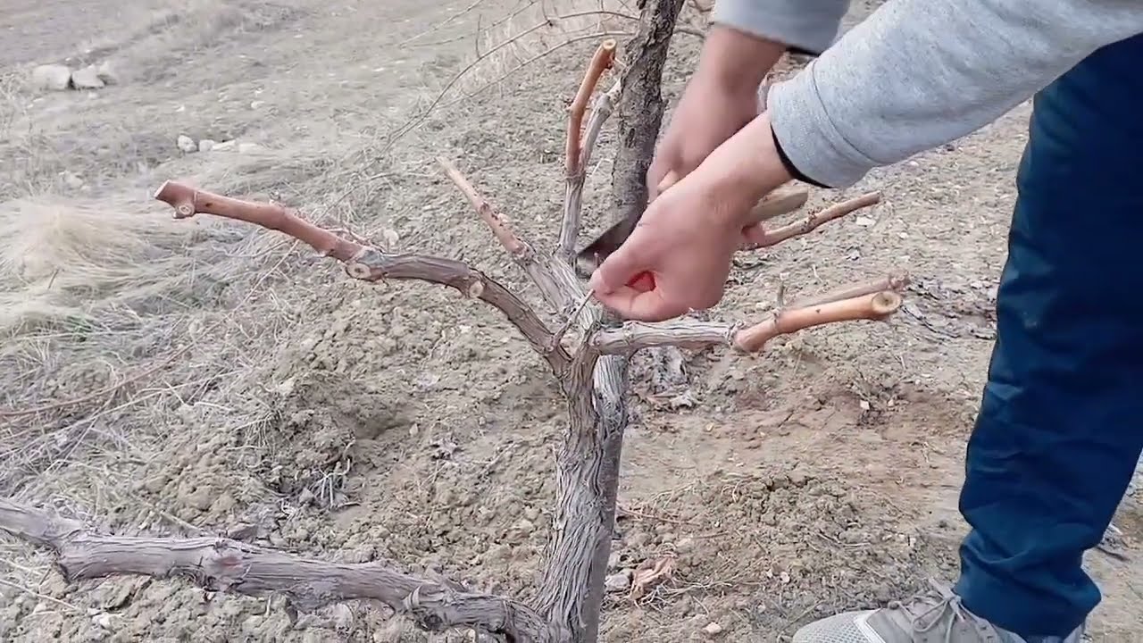 ÜZÜMDE(BAĞ,ASMA) DA BUDAMA NASIL NE ZAMAN YAPILIR ( grape pruning) 