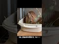 うさぎの怒鳴り声が可愛すぎて、ついイタズラを・・・　#shorts