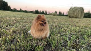 Funny and cute Pomeranian - Summer adventures of Britney the Pomeranian. by ShirliMur 87 views 1 year ago 5 minutes, 27 seconds