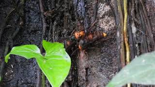 中華大虎頭蜂