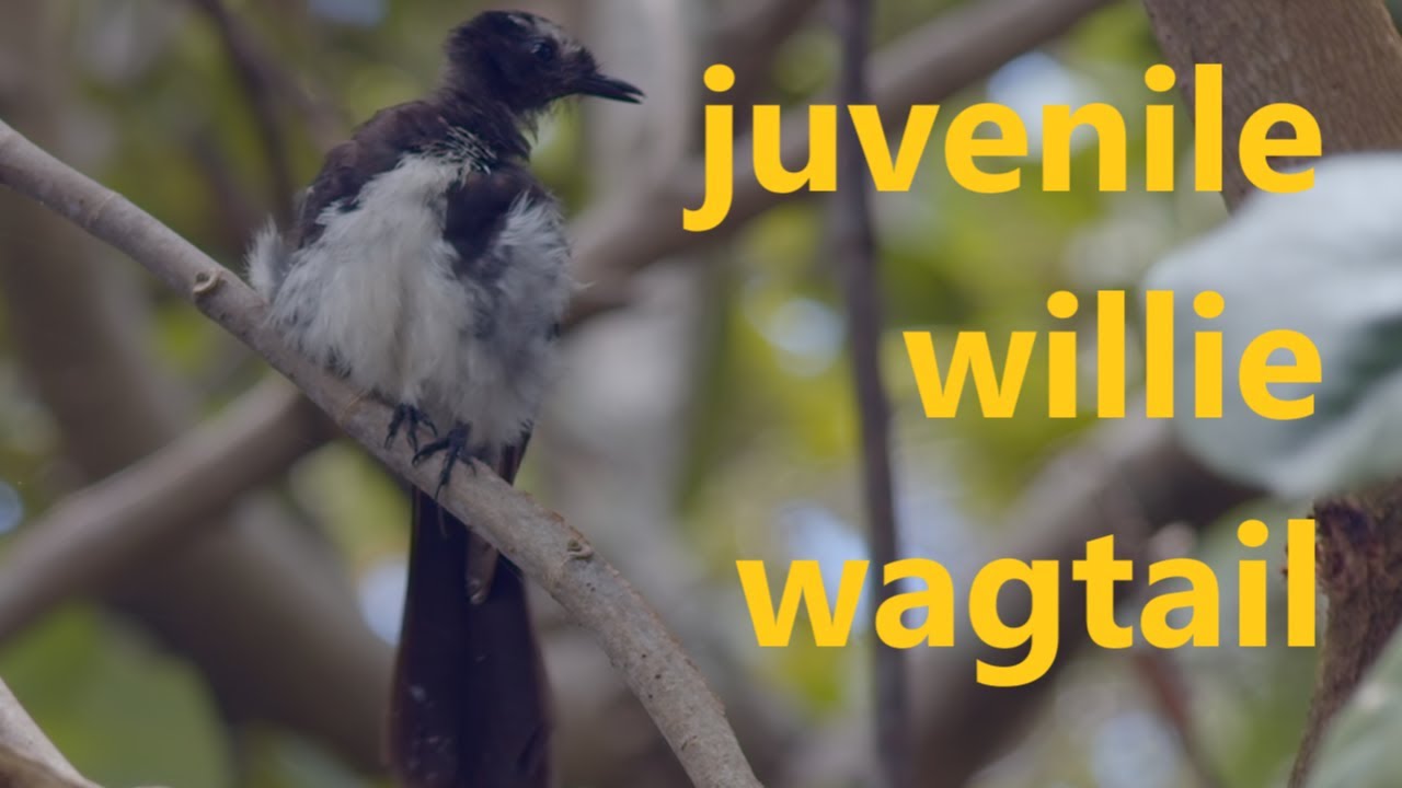 juvenile willie wagtail a delightful Australian bird YouTube