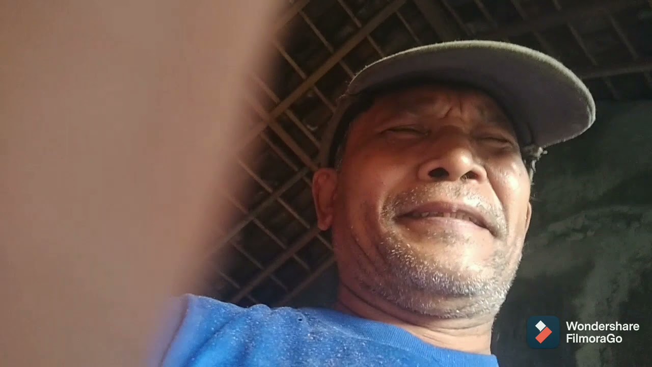 Cara membikin tuak pahit/lau dengan menggunakan kulit kayu kutat dan sabut kelapa