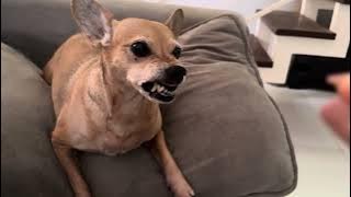 LOOK WHAT HAPPENS WHEN RAPHAEL LEAVES 😒 #animals #pets #humor #dog