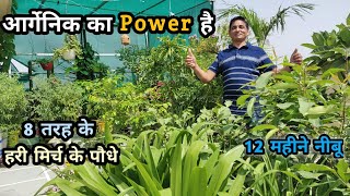 Organic Vegetables पौधों के लिए रामबाण है | Terrace Gardening, Rooftop Vegetable Garden