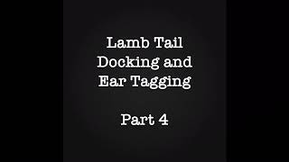 Lamb Tail Docking and Ear Tagging: Part 4