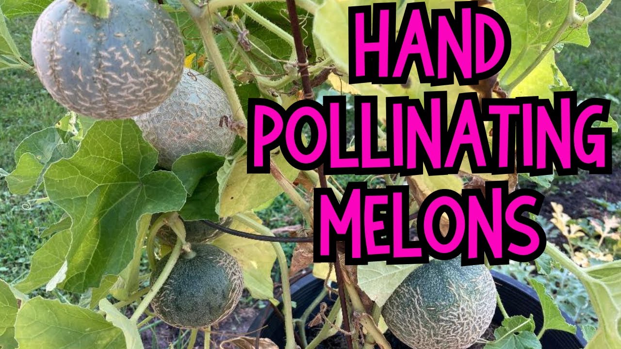 How to hand pollinate MINI MELONS Pollinating CANTALOUPE Pollinating WATERMELONS YouTube