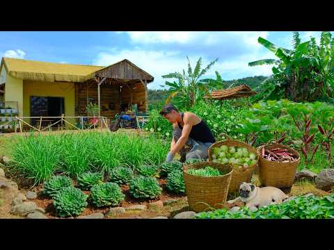 Harvest Homegrown 1000+ Okra, Tatsoi,  Sweet Green Eggplants & Chives for Market Sell - Farming