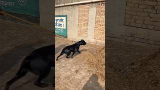 देखो कितना cute है❤️ #pitbulllove #dogsofinstagram #bullybreed #pitbullpuppies #trending #fyp