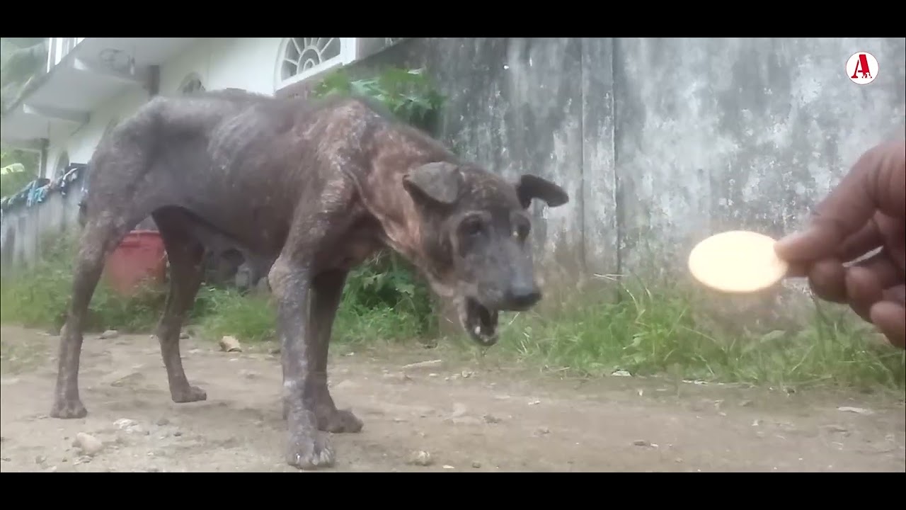 food for street dogs 2022 dog animals YouTube