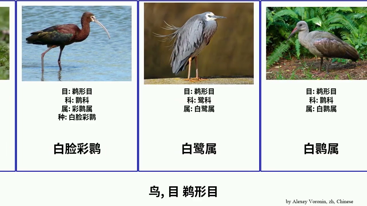 鸟, 目 鹈形目 bird 棕颈鹭 Pelecaniformes 齿翼鸟 骨齒鳥 澳洲鵜鶘 小蓝鹭 美洲鹮属 百慕大夜鹭 澳洲白鹮 大藍鷺 錘頭鸛 黃嘴琵鷺 留尼旺孤鴿 鲸头鹳 侏橄欖綠鹮 贝努鹭