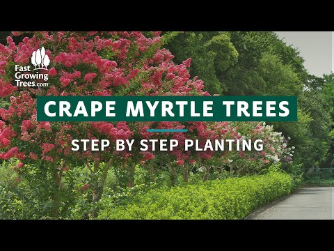Видео: Dwarf Myrtle Trees - Грижа за Dwarf Myrtle