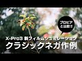 【クラシックネガ作例】FUJIFILM X-Pro3 新フィルムシミュレーションを比較レビュー（富士フイルム ミラーレス一眼カメラ）