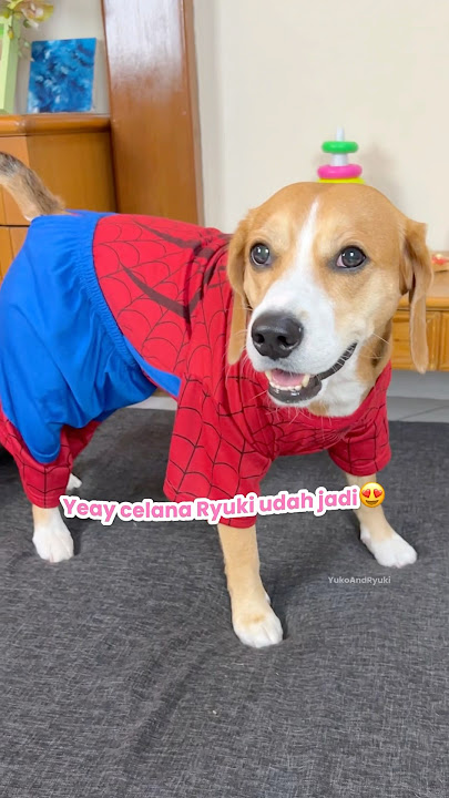 MAKE SPIDERMAN BOXER SHORTS FOR YOUR ANABUL‼️😍 #shorts #cutedog