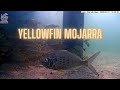 Florida keys mojarra on vivathekeys underwater livestream