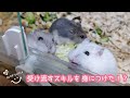 【多頭飼いを続けたら…】受け流すスキルが身についたハムスター