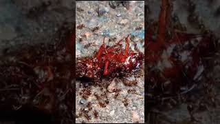 Ants attack #youtube #nature #insects #natural