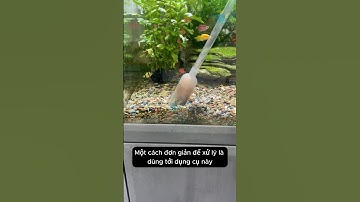 Dụng cụ hút cặn bể làm sạch sàn bể cá một cách thủ công nhưng khá tiện lợi #aquarium #youtubeshorts