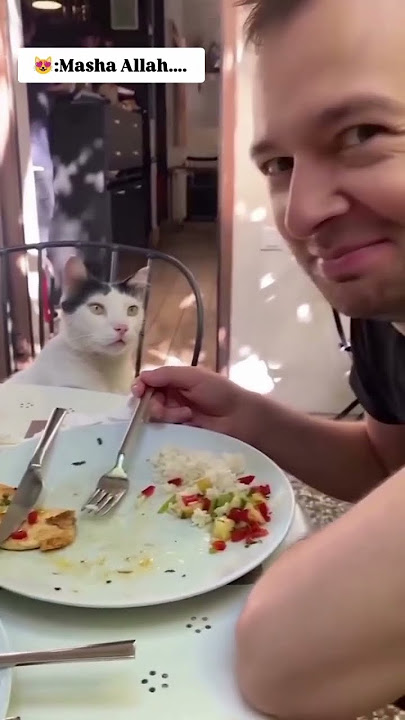 Kucing mabok terpesona sama suami majikan #catlover